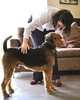 How to Train a Superdog, Gwen Bailey 