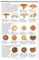 Mushrooms, Thomas Laessoe 