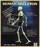 Human Skeleton Model, 