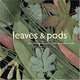 Leaves & pods, Iselin/Hannibal 