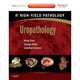 Uropathology: A Volume in the High Yield Pathology Series (Expert Consult - Online and Print), Ming Zhou 