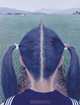 Before and After Superflat: A Short History of Japanese Contemporary Art 1990-2011, Adrian Favell 