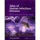 Atlas of Human Anatomy 5th IE, Netter Frank H. 