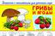 Грибы и ягоды. Раскраска с наклейками для детского сада, 