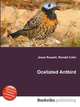 Ocellated Antbird, Jesse Russell,Ronald Cohn 