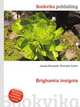 Brighamia insignis, Jesse Russell,Ronald Cohn 