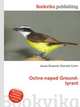 Ochre-naped Ground-tyrant, Jesse Russell,Ronald Cohn 