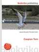 Caspian Tern, Jesse Russell,Ronald Cohn 