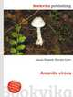 Amanita virosa, Jesse Russell,Ronald Cohn 