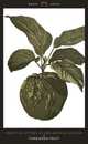 Forbidden Fruit: From the Letters of Abelard and Heloise, Abelard Peter 