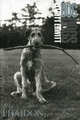 Elliott Erwitt. DogDogs, Erwitt Elliott 