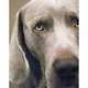 William Wegman Polaroids, Wegman William 