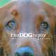 PhoDOGraphy: How to Get Great Pictures of Your Dog, Levin Kim 