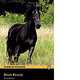 Black Beauty (+ Audio CD), Anna Sewell 