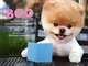Boo: The Life of the World's Cutest Dog, J. H. Lee 