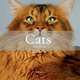 Cats. The Most Beautiful Cats, Claude Pacheteau 