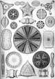 Art Forms From The Ocean, Haeckel Ernst 