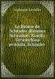 Le Brome de Schrader (Bromus Schraderi, Kunth; Ceratochloa pendula, Schrader ., Alphonse Lavallee 