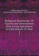 Refugium Botanicum: Or Figures and Descriptions from Living Specimens, of Little Known Or New .. 2, William Wilson Saunders, Heinrich Gustav Reichenbach , John Gilbert Baker 