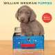 William Wegman. Puppies 2013 Wall Calendar, William Wegman 