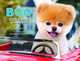Boo: Little Dog in the Big City, Lee J.H. 