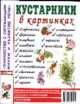 Кустарники в картинках. Наглядное пособие для педагогов, логопедов, воспитателей и родителей, Е. Резниченко 