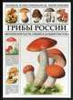 Грибы России. Европейской части, Сибири и Дальнего Востока. Большая иллюстрированная энциклопедия, 