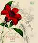 The Golden Age of Botanical Art, Martyn Riх 