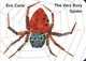 The Very Busy Spider, Carle Eric 