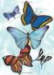 Butterfly Notebook, Dover Publications Inc. 