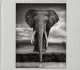 On This Earth, A Shadow Falls, Jane Goodall, Nick Brandt 
