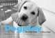 Dogplay. The Canine Guide to Being Happy, Kim Levin, Christine Montaquila 
