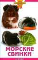 Морские свинки, Аманда О'Нил 