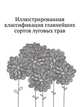 Иллюстрированная классификация главнейших сортов луговых трав, А. Ю. Лашкарев 