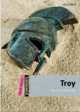 Troy Pack, Press Oxford University 