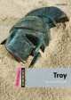 Troy, Press Oxford University 