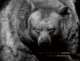 Out Of Wild Zoo Portraits, Boza Ivanovic 