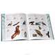 Birdwatching for Beginners: Everything You Need To Know, Rob Hume 