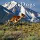 2014 Cow Dogs Calendar, David R. Stoecklein 
