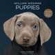 William Wegman Puppies 2014 Wall Calendar, William Wegman 