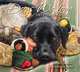Dogs We Love 2013 Deluxe Wall Calendar, Sueellen Ross 
