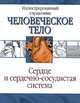 Сердце и сердечно-сосудистая система, 