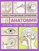 Органы чувств человека, 