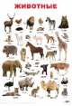Животные. Учебный плакат, 