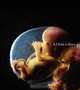 A Child is Born, Lennart Nilsson 