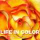 Life in Color: National Geographic Photographs, Adler Jonathan 