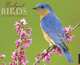 Backyard Birds 2013 Wall Calendar, Willow Creek Press 