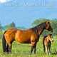 2013 American Quarter Horse Calendar, David R. Stoecklein 