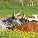2013 Cattle Calendar, David R. Stoecklein 