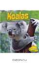 Koalas (Up a Tree), Willow Clark 